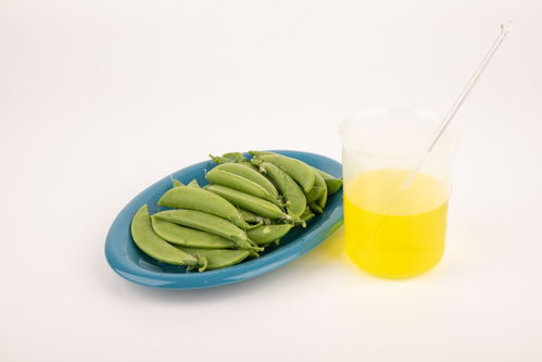 甜碗豆食品安全 農(nóng)業(yè)科技、食品培育與視覺表達的交匯點