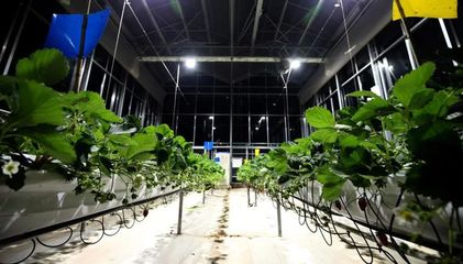 科技普惠與拼多多的農(nóng)業(yè)長期主義 從田間到餐桌的數(shù)字變革