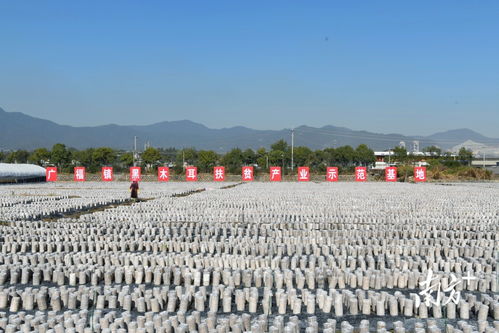 小木耳，大機(jī)遇 梅州南方長壽生物科技公司掛牌粵港澳大灣區(qū)“菜籃子”生產(chǎn)基地，引領(lǐng)農(nóng)業(yè)科技新浪潮